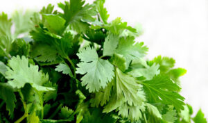Let Your Love for Cilantro Grow!
