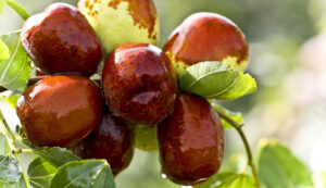 It’s a Date! How Adding This Delectable Fruit to Your Diet Can Offer Amazing Health