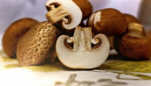 Shrooms: The Little Umbrellas to Good Health